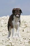 BARZOI 039
